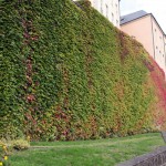 IMG_0179 (Mittel)