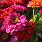 IMG_2720 (Mittel)