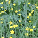 IMG_6624 (Mittel)