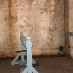IMG_4694 (Mittel)