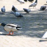 IMG_5692 (Mittel)
