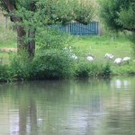 IMG_7059 (Mittel)