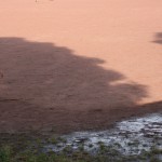 IMG_7806