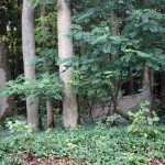 IMG_4747 (Mittel)